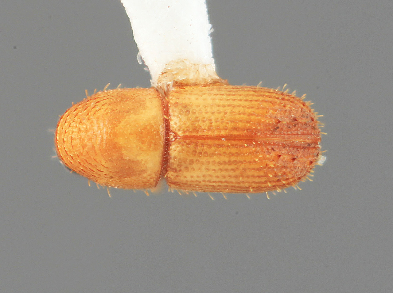 Genus / Species: Phelloterus atrocis | Image Author: SM Smith | Location: Colombia, Santander, Montoya, 27 km E | Image Type: holotype | Collection: Entomology