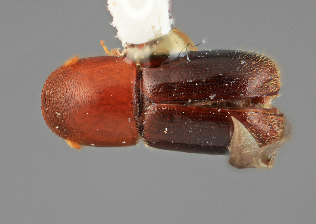 Genus / Species: Gnathotrupes electus | Image Author: SM Smith | Location: Costa Rica, Puntarenas, Rincón de Osa | Image Type: holotype | Collection: Entomology
