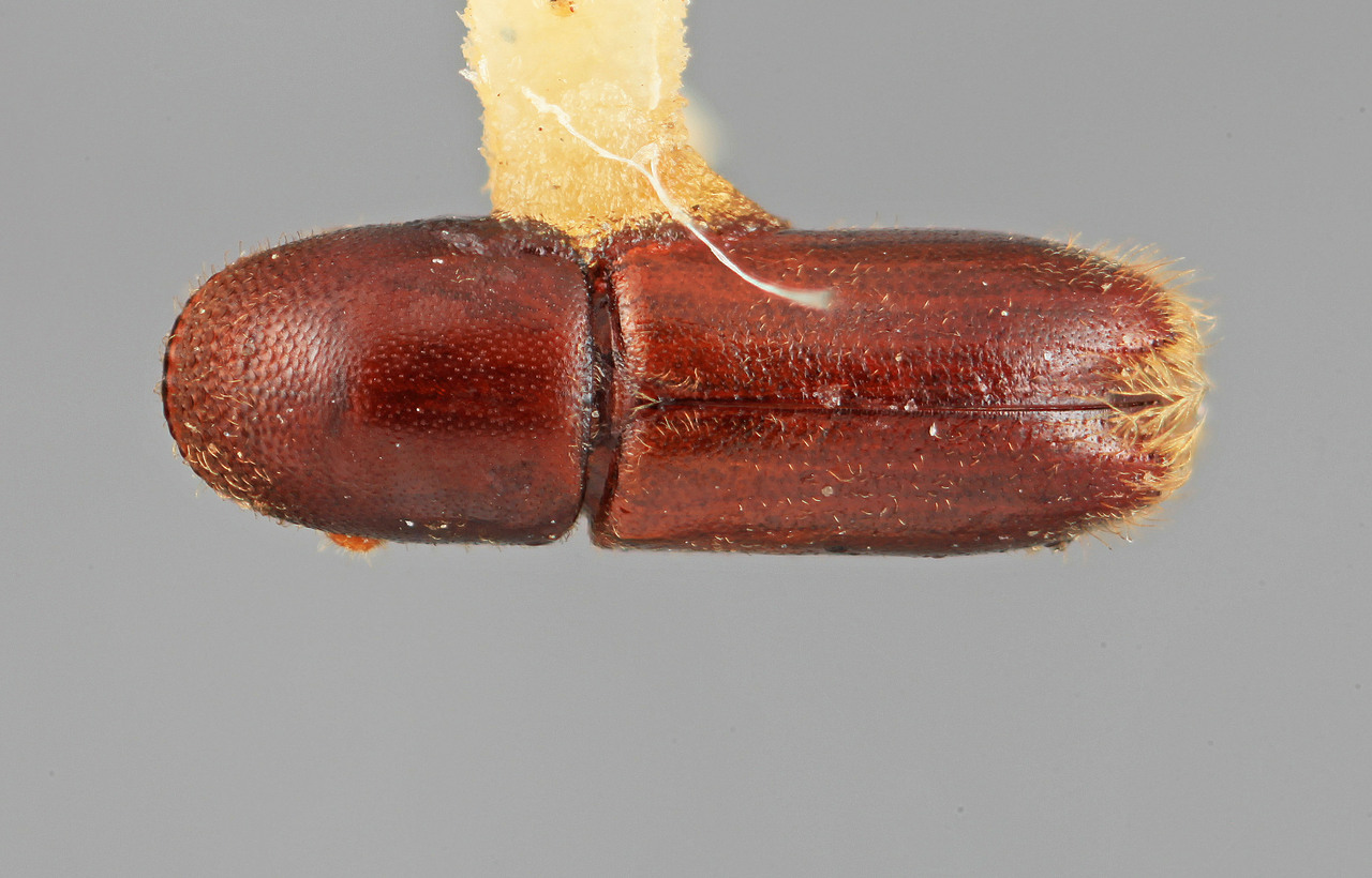 Genus / Species: Gnathotrichus nimifrons | Image Author: SM Smith | Location: México, Durango, El Salto, 29 km W | Image Type: holotype | Collection: Entomology