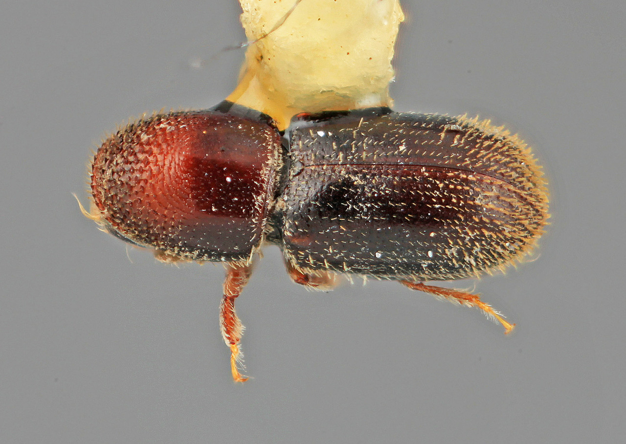 Genus / Species: Pseudopityophthorus granulifer | Image Author: SM Smith | Location: Honduras, Francisco Morazán, El Zamorano | Image Type: holotype | Collection: Entomology