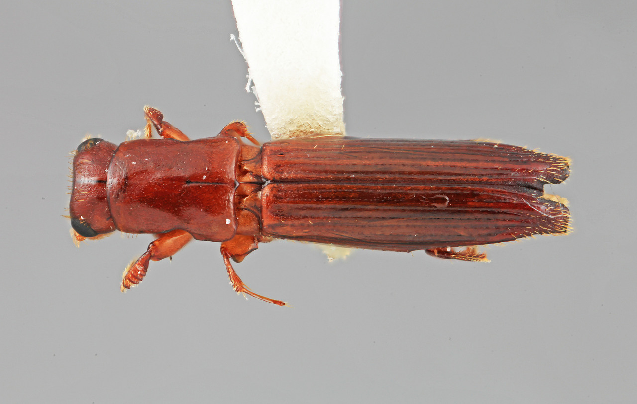 Genus / Species: Epiplatypus eximius | Image Author: SM Smith | Location: Venezuela, Aragua, Colonia Tovar | Image Type: holotype | Collection: Entomology