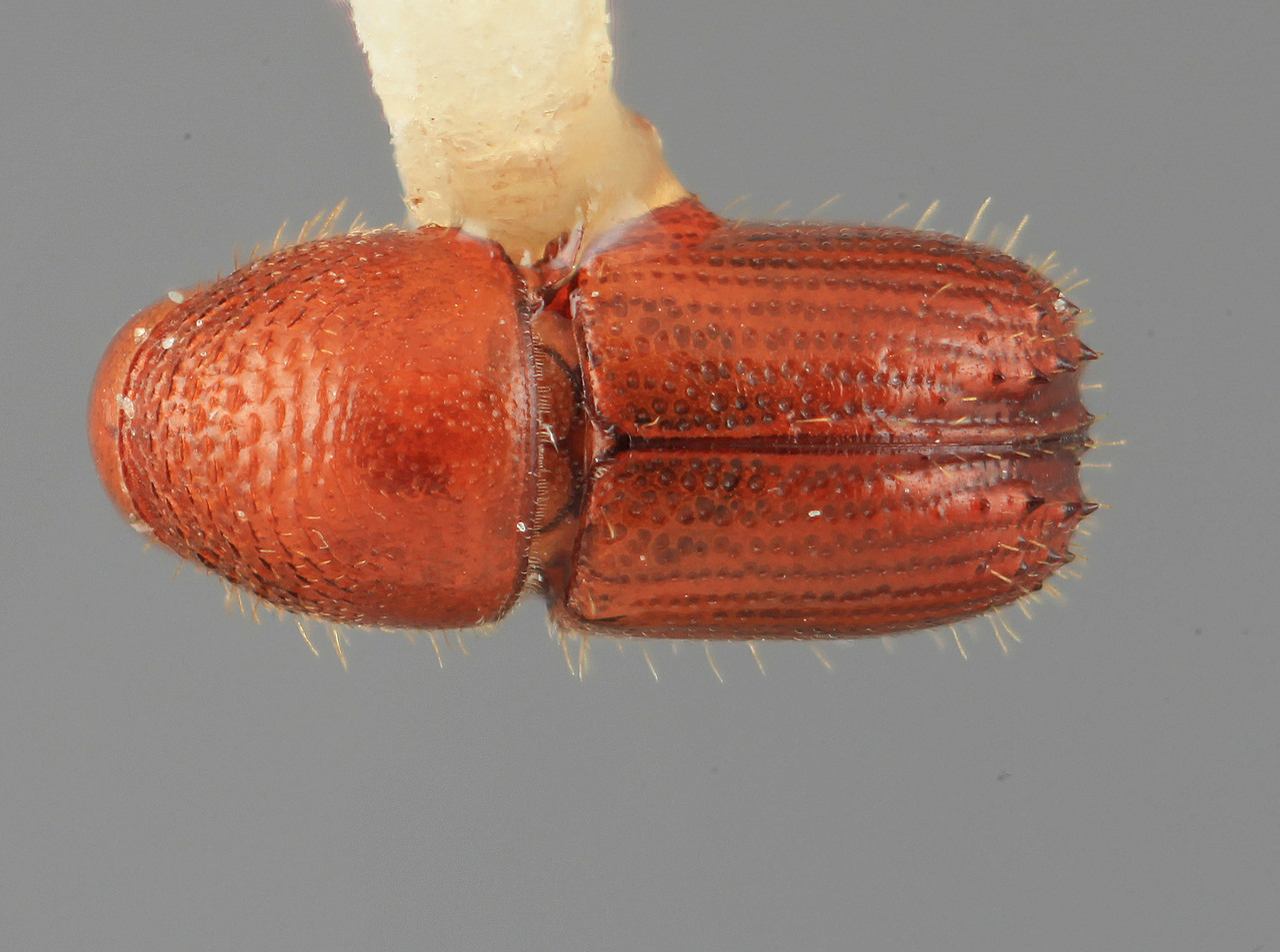 Genus / Species: Phelloterus tersus | Image Author: SM Smith | Location: Venezuela, Aragua, Colonia Tovar | Image Type: holotype | Collection: Entomology