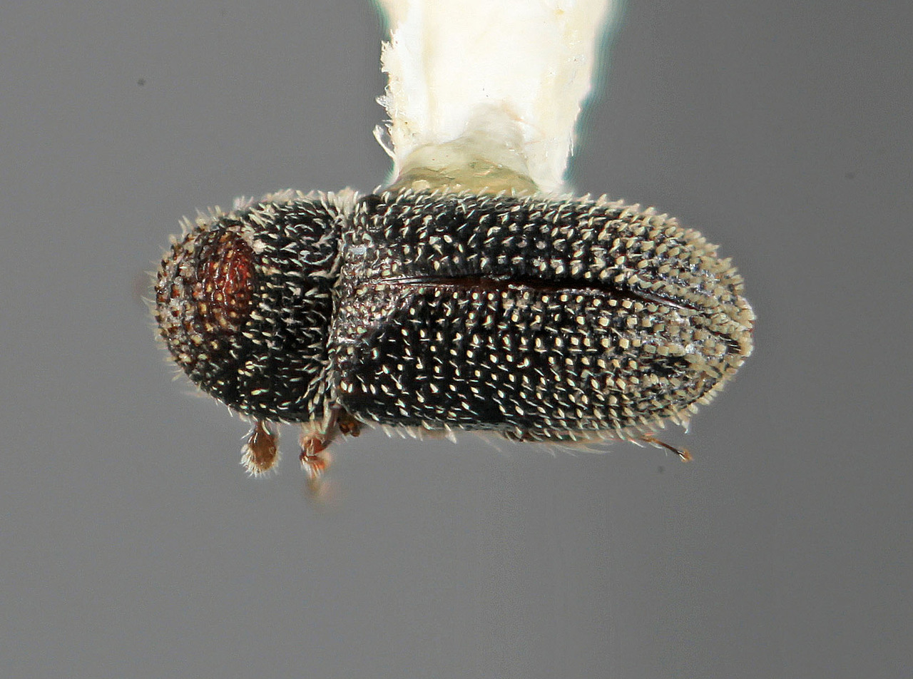 Genus / Species: Pseudothysanoes querneus | Image Author: SM Smith | Location: México, Hidalgo, Pachuca, 17 km (10 mi) E | Image Type: holotype | Collection: Entomology