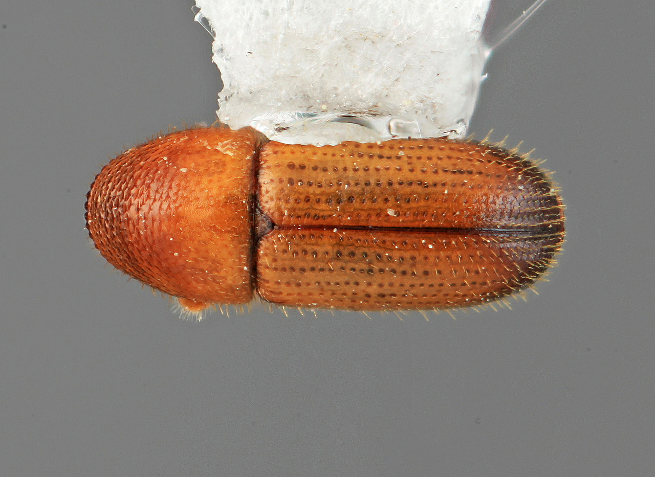 Genus / Species: Phloeoterus burserae | Image Author: SM Smith | Location: México, Jalisco, Chamela | Image Type: holotype | Collection: Entomology