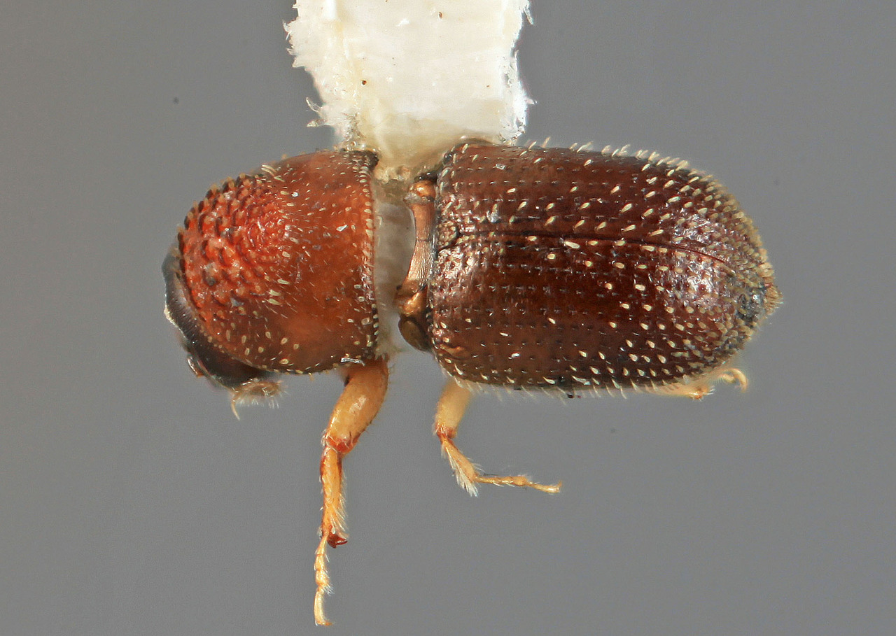 Genus / Species: Pseudothysanoes excavatus | Image Author: SM Smith | Location: México, Oaxaca, El Camaron, 19 mi (31 km) SE | Image Type: holotype | Collection: Entomology