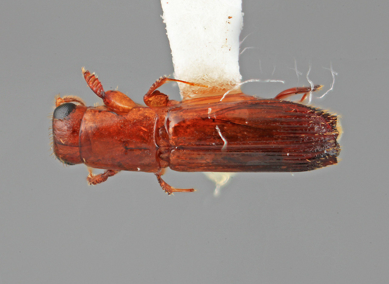 Genus / Species: Epiplatypus applanatus | Image Author: SM Smith | Location: Venezuela, Bolivar, El Palmar, 30 km E | Image Type: holotype | Collection: Entomology