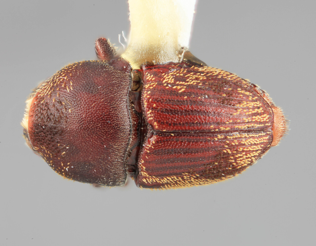 Genus / Species: Camptocerus rectus | Image Author: SM Smith | Location: Venezuela, Barinas, El Canton, 40 km E | Image Type: holotype | Collection: Entomology