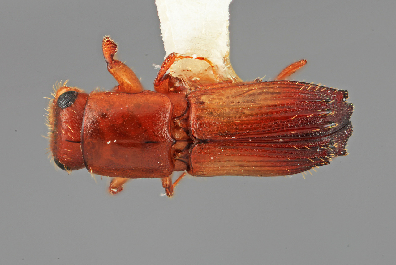 Genus / Species: Megaplatypus eversus | Image Author: SM Smith | Location: Colombia, Valle del Cauca, Colonia, 8 km S | Image Type: holotype | Collection: Entomology