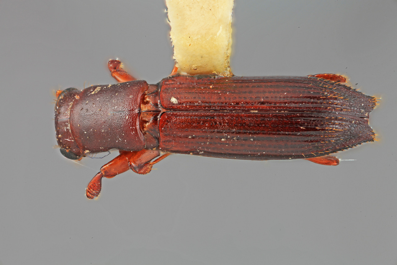 Genus / Species: Euplatypus angustatulus | Image Author: SM Smith | Location: Costa Rica, Cartago, Cartago, 15 km SE | Image Type: holotype | Collection: Entomology