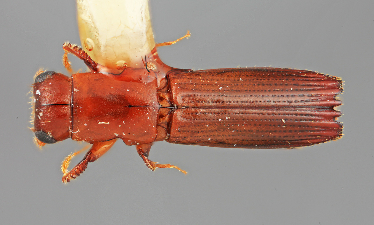 Genus / Species: Epiplatypus spectus | Image Author: SM Smith | Location: Venezuela, Aragua, Pittier Natl. Pk., Rancho Grande | Image Type: holotype | Collection: Entomology