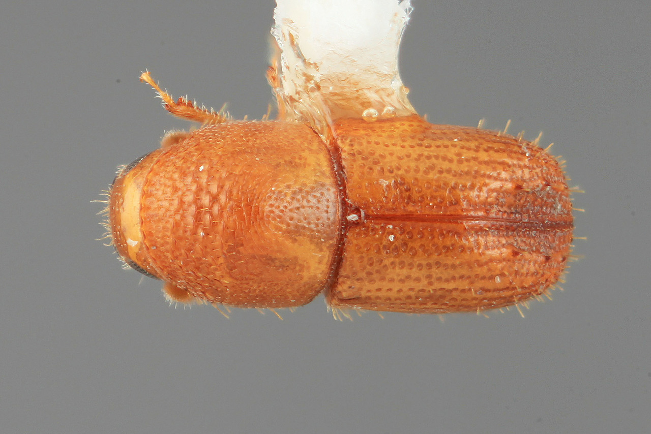 Genus / Species: Phelloterus anaxeus | Image Author: SM Smith | Location: Colombia, Valle del Cauca, Colonia, 8 km S | Image Type: holotype | Collection: Entomology