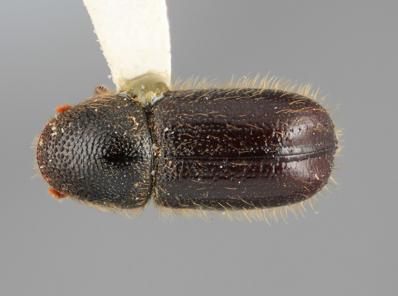 Genus / Species: Conophthorus conicolens | Image Author: SM Smith | Location: México, Puebla, Texmelucán, 13 km W | Image Type: holotype | Collection: Entomology