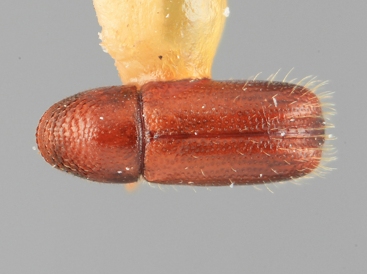 Genus / Species: Araptus mendicus | Image Author: SM Smith | Location: Costa Rica, Cartago, Cartago | Image Type: holotype | Collection: Entomology