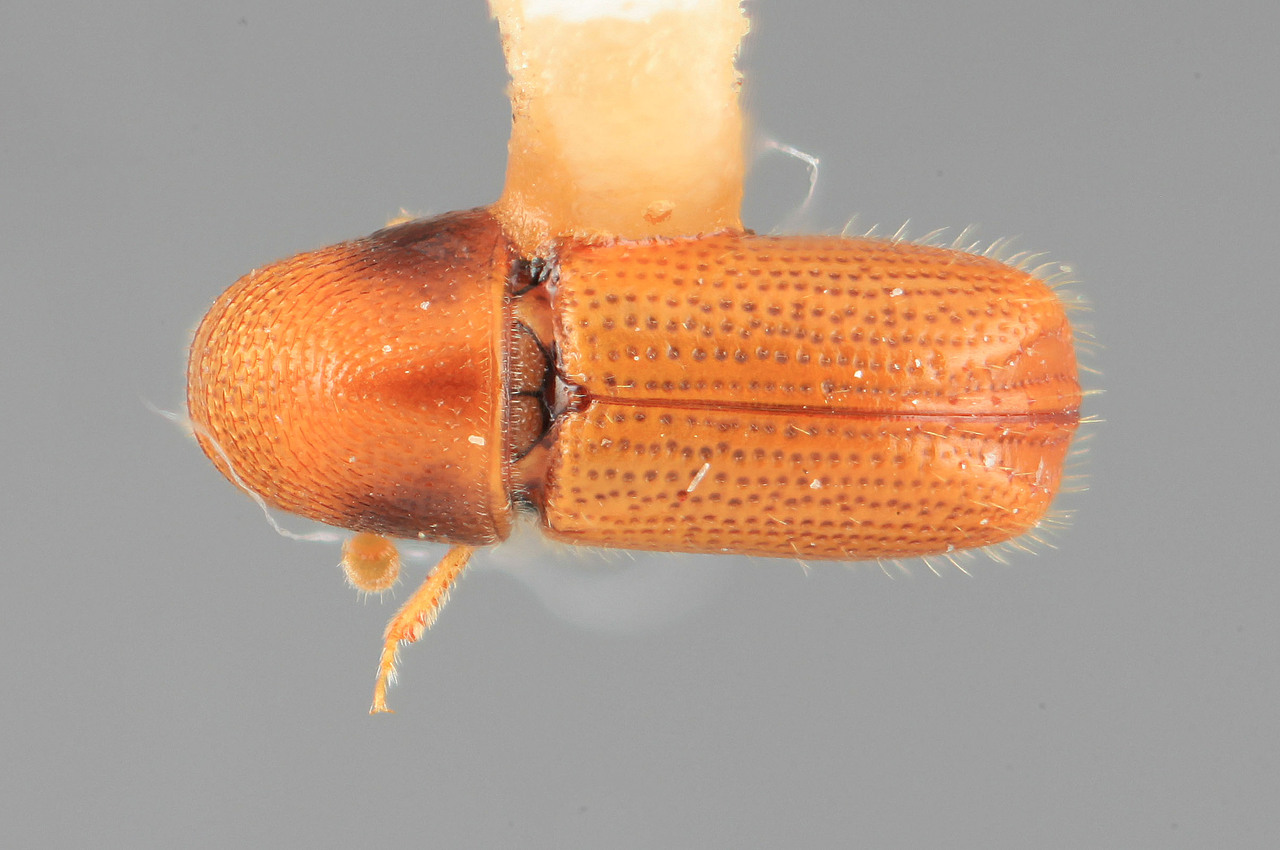 Genus / Species: Araptus refertus | Image Author: SM Smith | Location: Guatemala, Quetzaltenango, Cerro Zunil | Image Type: holotype | Collection: Entomology