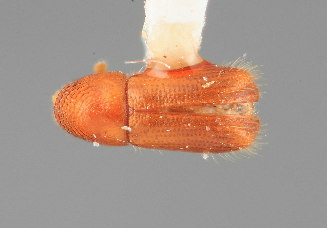 Genus / Species: Araptus medialis | Image Author: SM Smith | Location: Costa Rica, San José, San Isidro del General | Image Type: holotype | Collection: Entomology