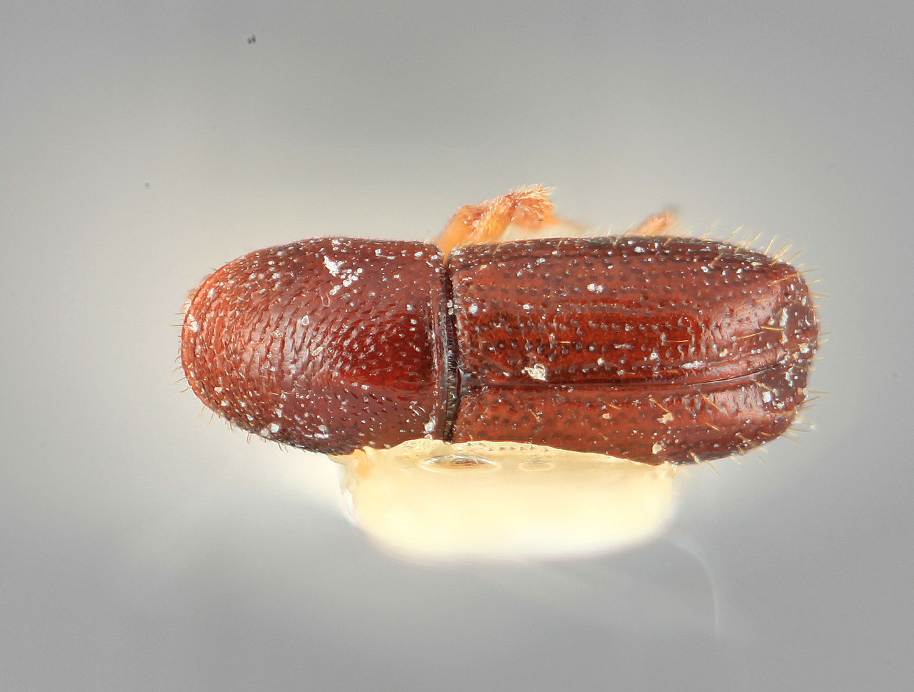 Genus / Species: Araptus gloriosus | Image Author: SM Smith | Location: Guatemala, Petén, Tikal | Image Type: holotype | Collection: Entomology