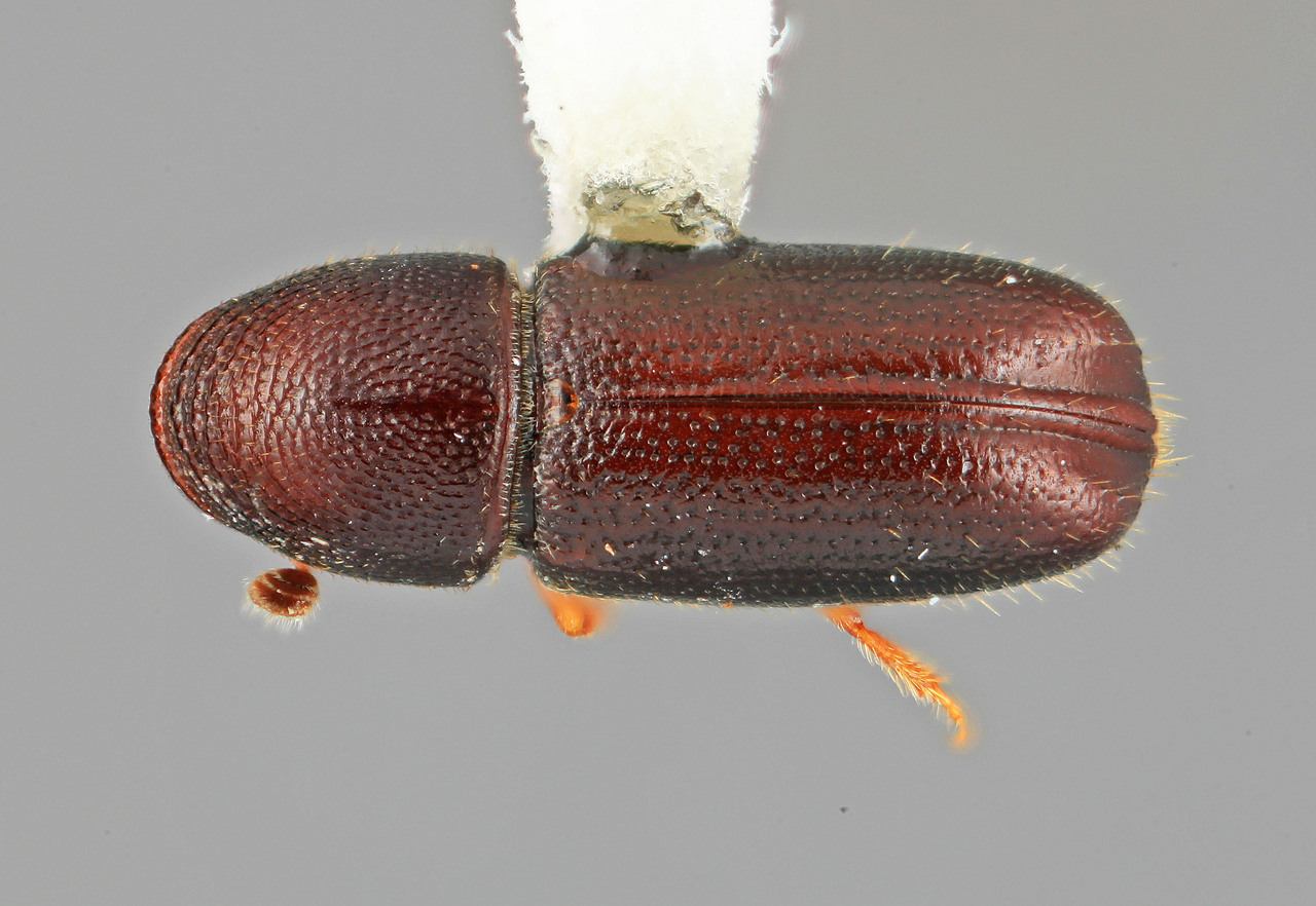 Genus / Species: Araptus mirus | Image Author: SM Smith | Location: Venezuela, Mérida, La Mucuy | Image Type: holotype | Collection: Entomology