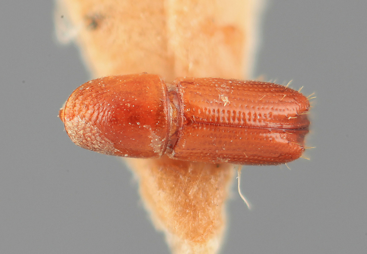 Genus / Species: Pityophthorus glutae | Image Author: SM Smith | Location: India, Tamil Nadu, Tirunelveli | Image Type: holotype | Collection: Forest Research Institute