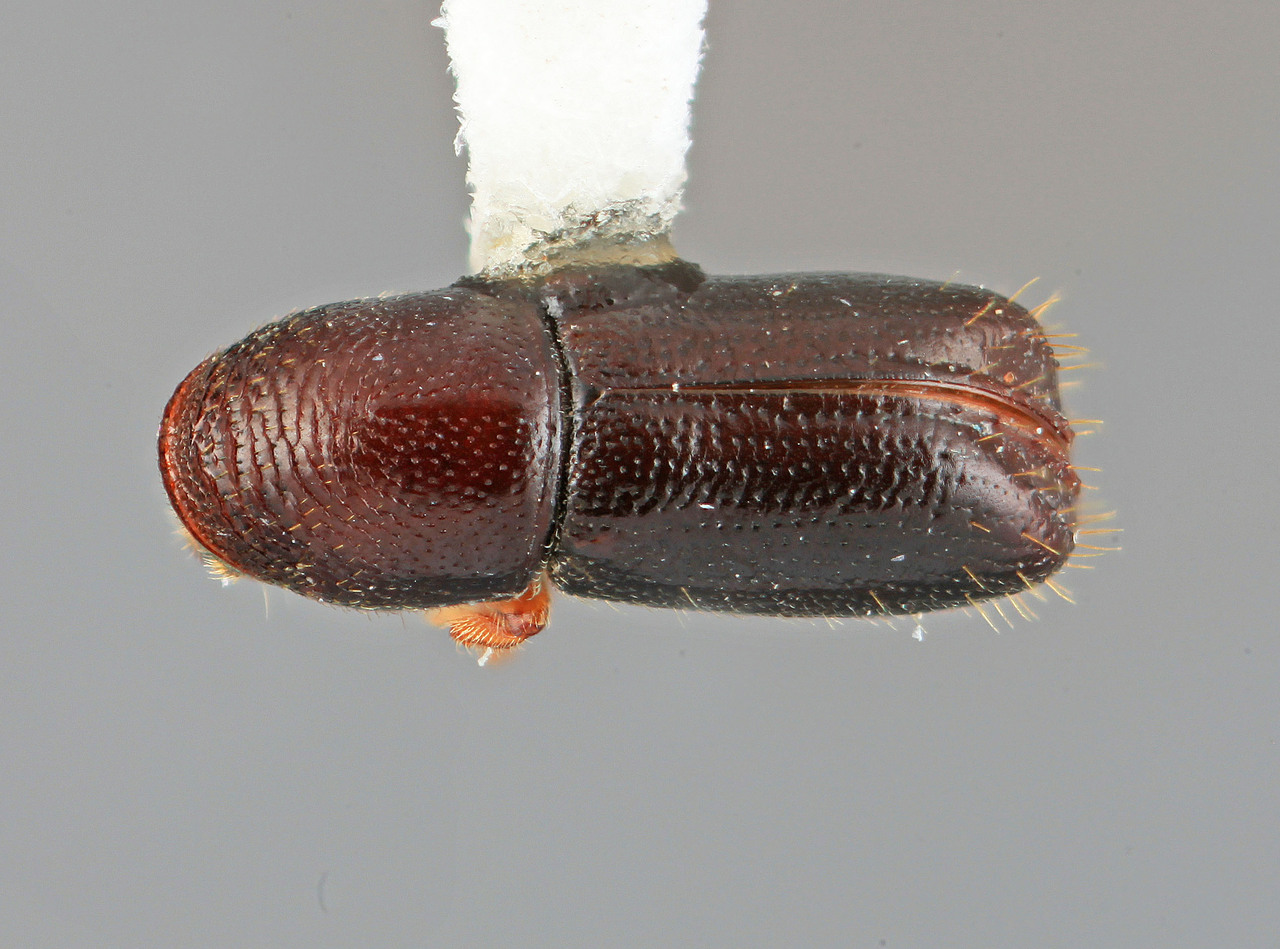 Genus / Species: Araptus plicatus | Image Author: SM Smith | Location: Venezuela, Mérida, Mérida | Image Type: holotype | Collection: Entomology