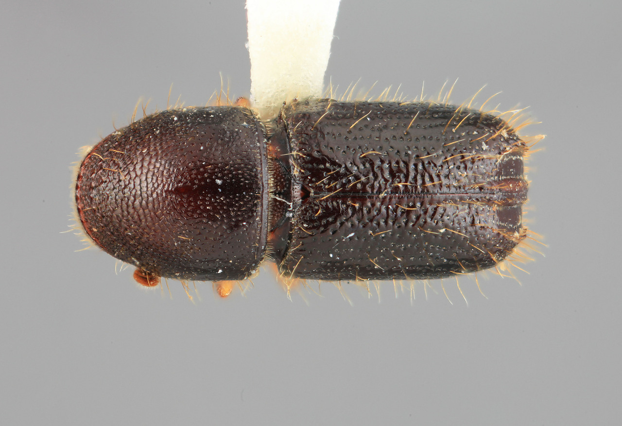 Genus / Species: Pityophthorus crotonis | Image Author: SM Smith | Location: Venezuela, Mérida, Mérida, 30 km E | Image Type: holotype | Collection: Entomology