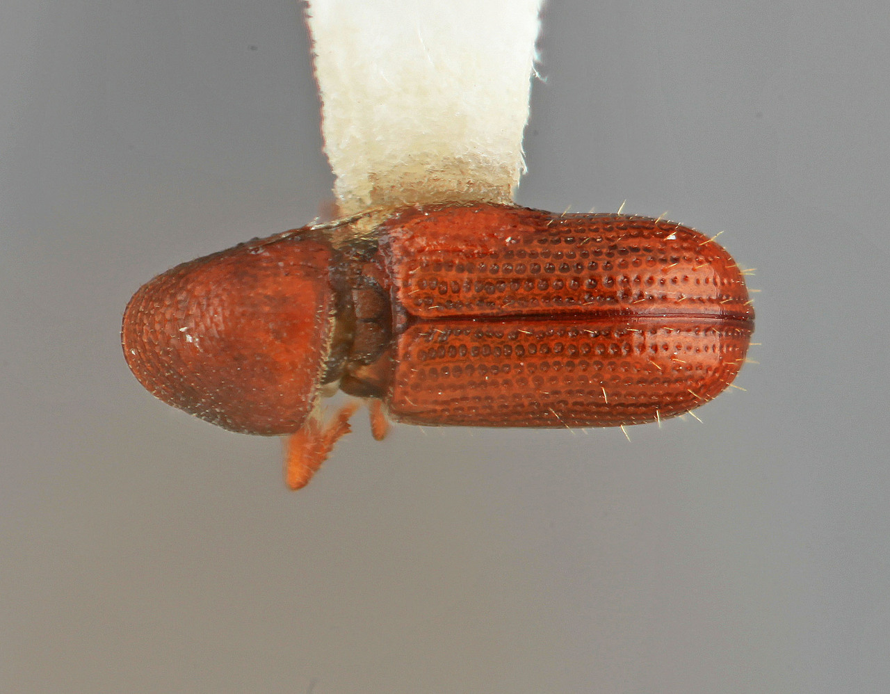 Genus / Species: Pityophthorus similaris | Image Author: SM Smith | Location: Venezuela, Mérida, Mérida, pico Bolivar Teleférico | Image Type: holotype | Collection: Entomology