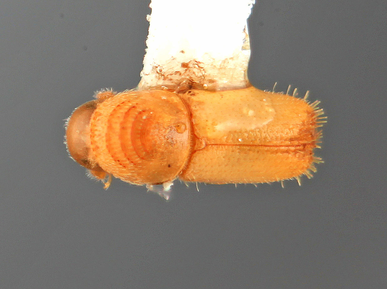Genus / Species: Pityophthorus vescus | Image Author: SM Smith | Location: Venezuela, Aragua, Pittier Natl. Pk., Rancho Grande | Image Type: holotype | Collection: Entomology