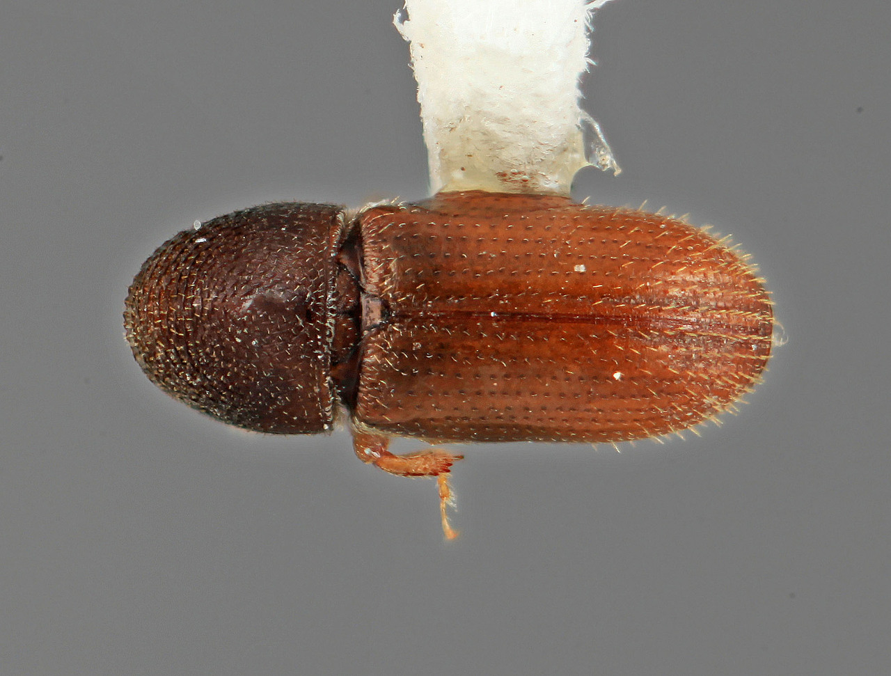 Genus / Species: Araptus andinus | Image Author: SM Smith | Location: Venezuela, Mérida, Mérida, pico Bolivar Teleférico | Image Type: holotype | Collection: Entomology