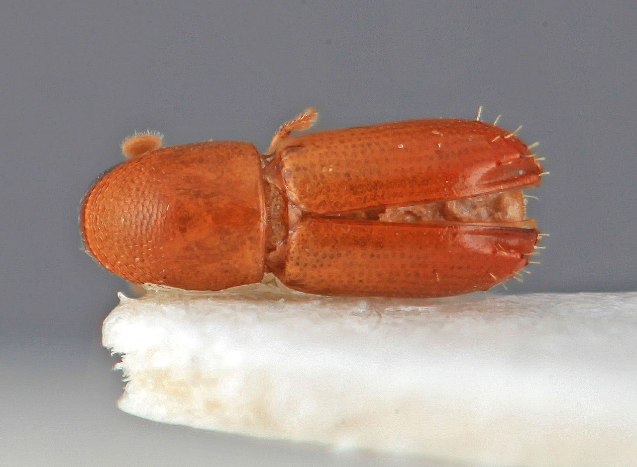 Genus / Species: Araptus guyanae | Image Author: SM Smith | Location: Fr. Guiana, Cayenne, Petit-Saut | Image Type: holotype | Collection: Entomology