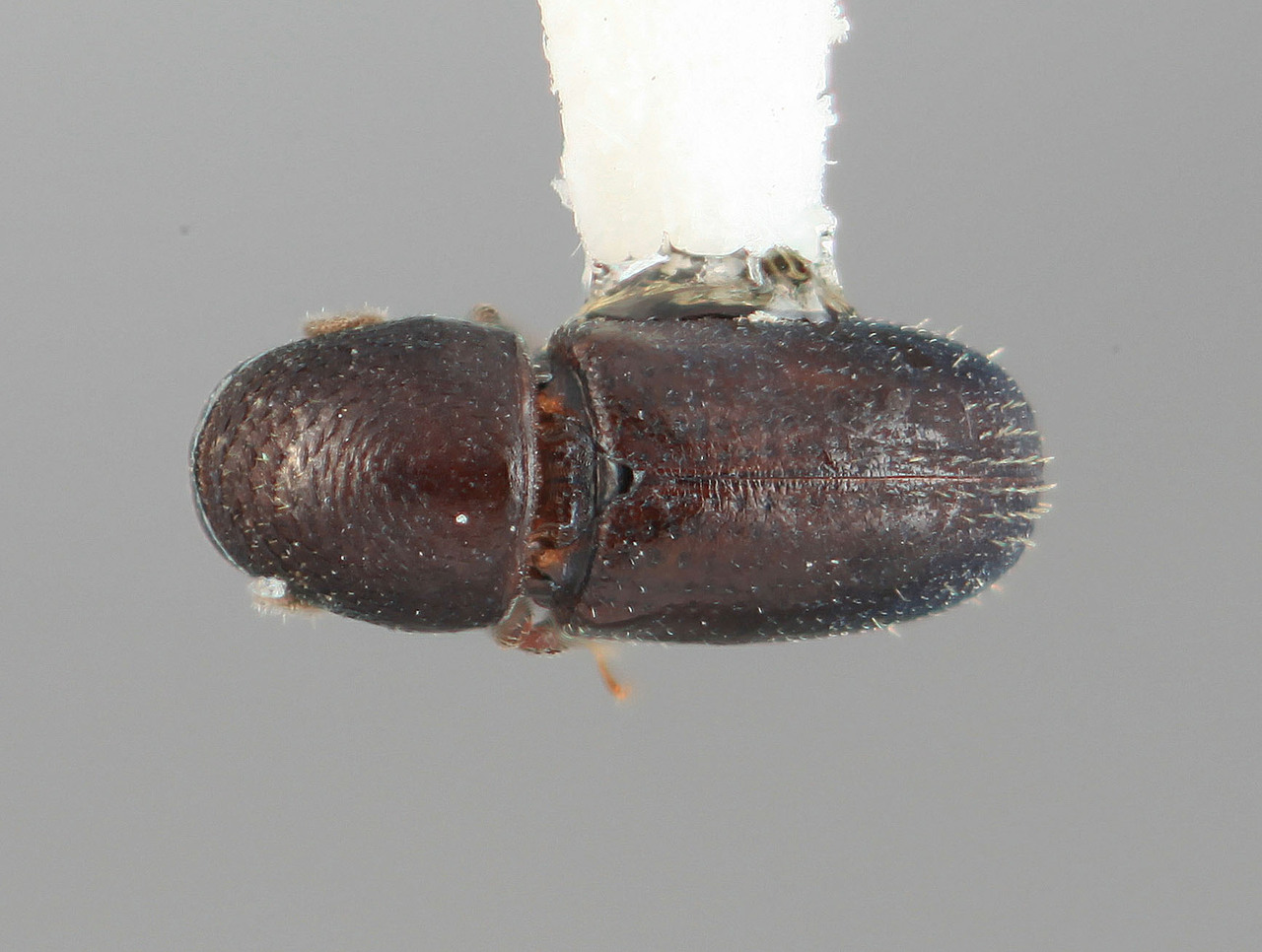 Genus / Species: Araptus roupalae | Image Author: SM Smith | Location: Colombia, Antioquía, Piedras Blancas, 10 km E Medellin | Image Type: holotype | Collection: Entomology