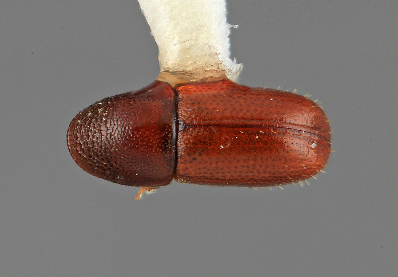 Genus / Species: Araptus simplicis | Image Author: SM Smith | Location: Brazil, Bahia, Ilheus | Image Type: holotype | Collection: Entomology
