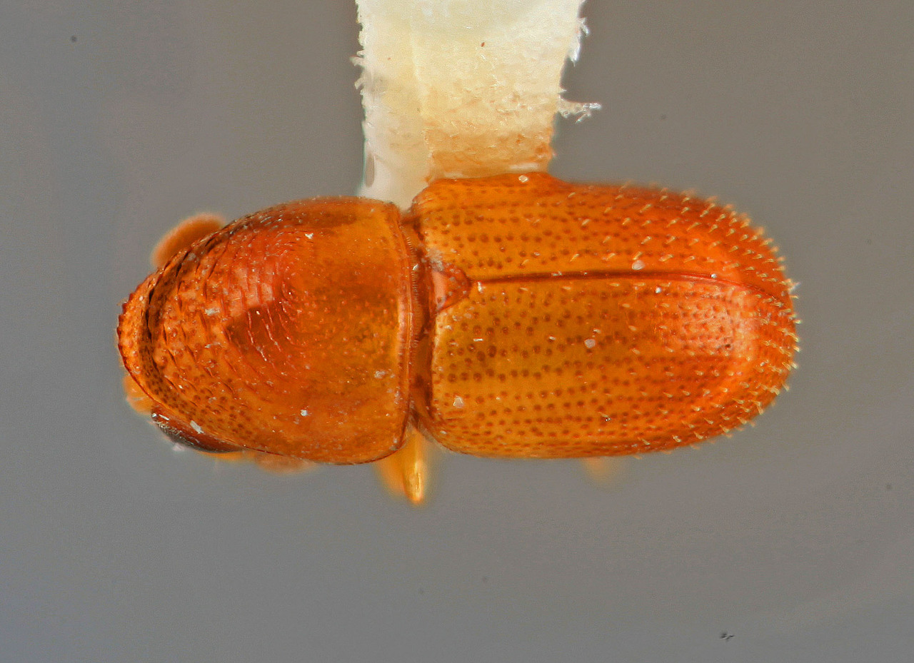 Genus / Species: Araptus subemarginatus | Image Author: SM Smith | Location: Venezuela, Barinas, Creole, 3 km NE  | Image Type: holotype | Collection: Entomology