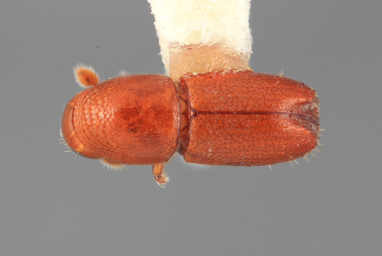 Genus / Species: Araptus virolavorus | Image Author: SM Smith | Location: Venezuela, Mérida, El Vigia, 20 km SW | Image Type: holotype | Collection: Entomology