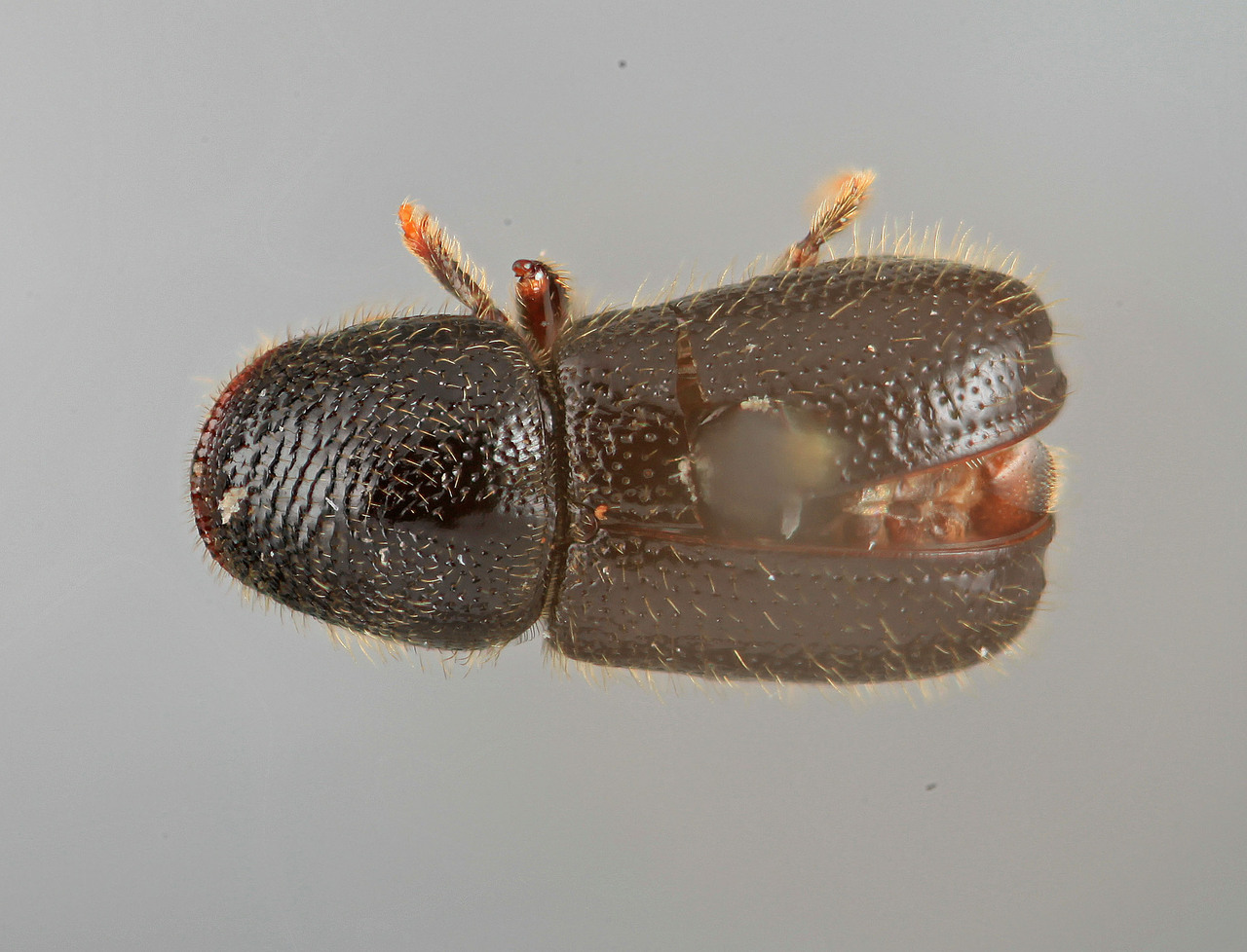 Genus / Species: Conophthorus echinatae | Image Author: SM Smith | Location: United States, Missouri, Winona | Image Type: holotype | Collection: Entomology