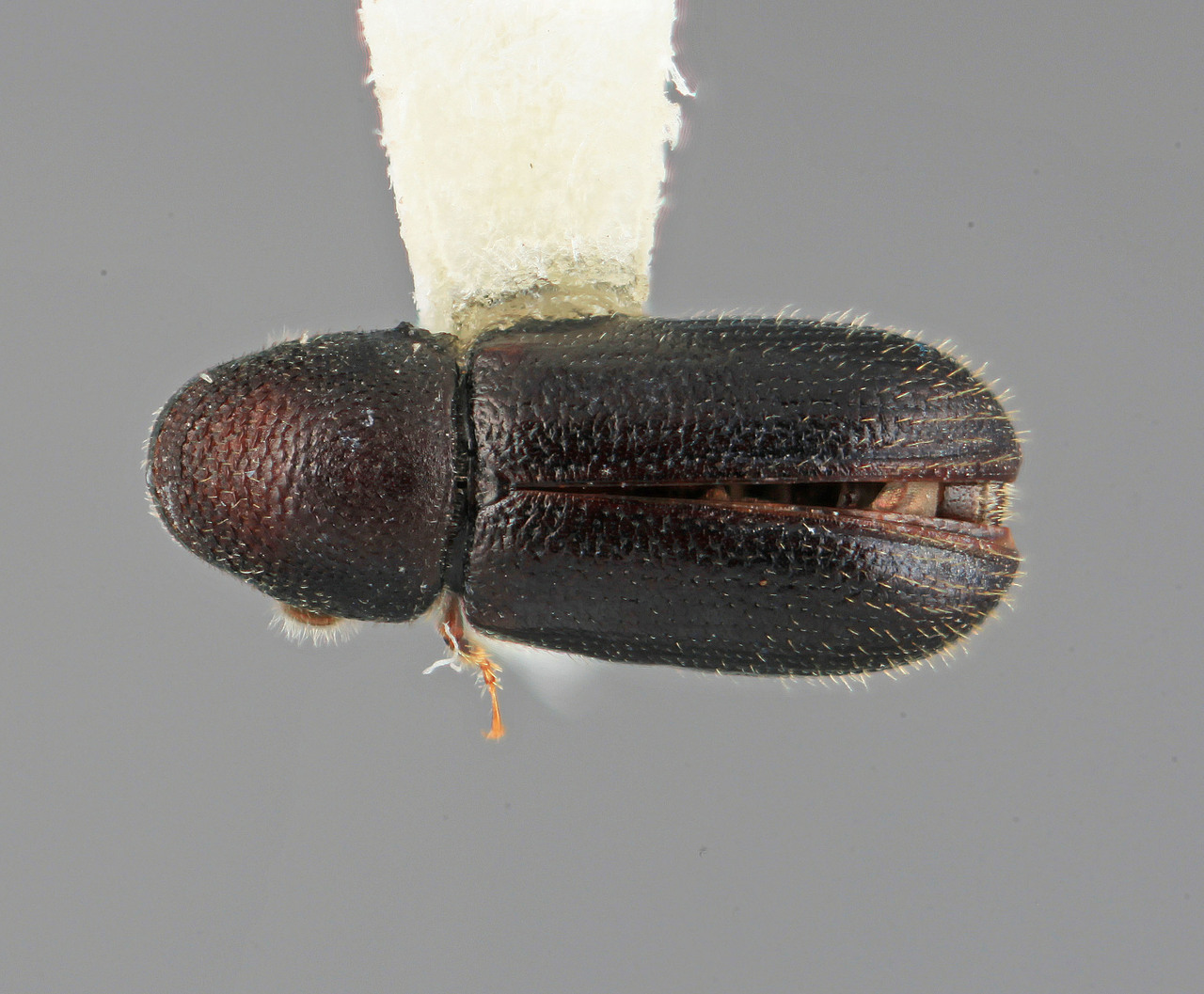 Genus / Species: Araptus clematicolens | Image Author: SM Smith | Location: Venezuela, Mérida, Mérida | Image Type: holotype | Collection: Entomology