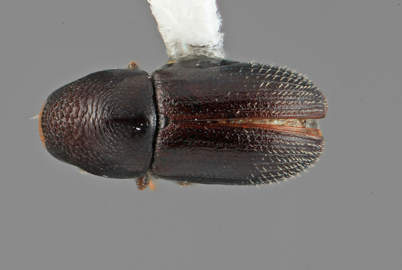 Genus / Species: Araptus expers | Image Author: SM Smith | Location: Colombia, Antioquía, Piedras Blancas, 10 km E Medellin | Image Type: holotype | Collection: Entomology