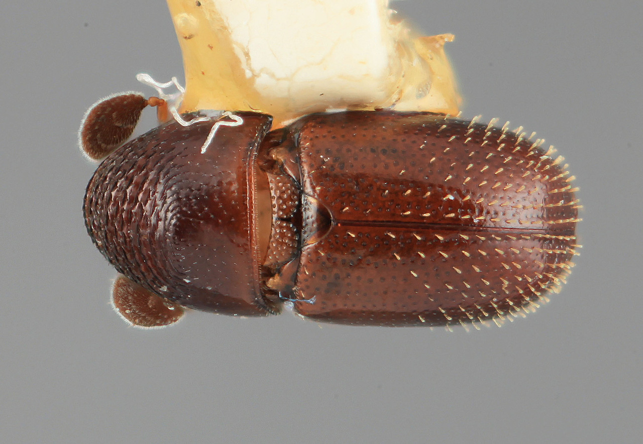 Genus / Species: Araptus lepidus | Image Author: SM Smith | Location: Costa Rica, Puntarenas, Volcan | Image Type: holotype | Collection: Entomology