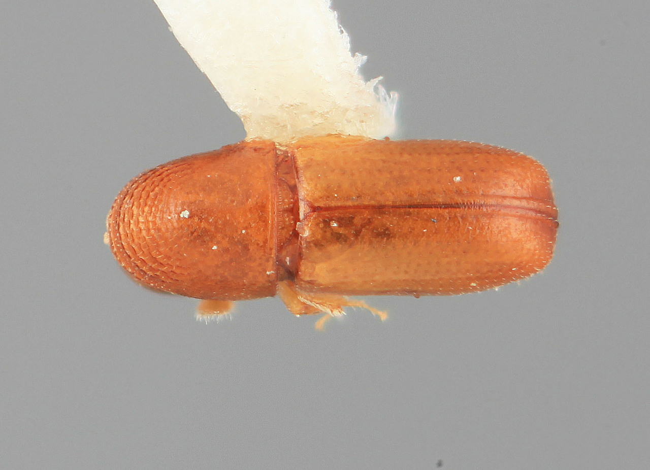 Genus / Species: Araptus barinensis | Image Author: SM Smith | Location: Venezuela, Barinas, Barrancas, 9 km S | Image Type: holotype | Collection: Entomology