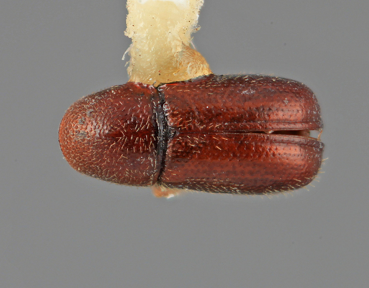 Genus / Species: Araptus parvistriatus | Image Author: SM Smith | Location: México, Jalisco, Atenquique, 1 mi  (2 km) N. | Image Type: holotype | Collection: Entomology
