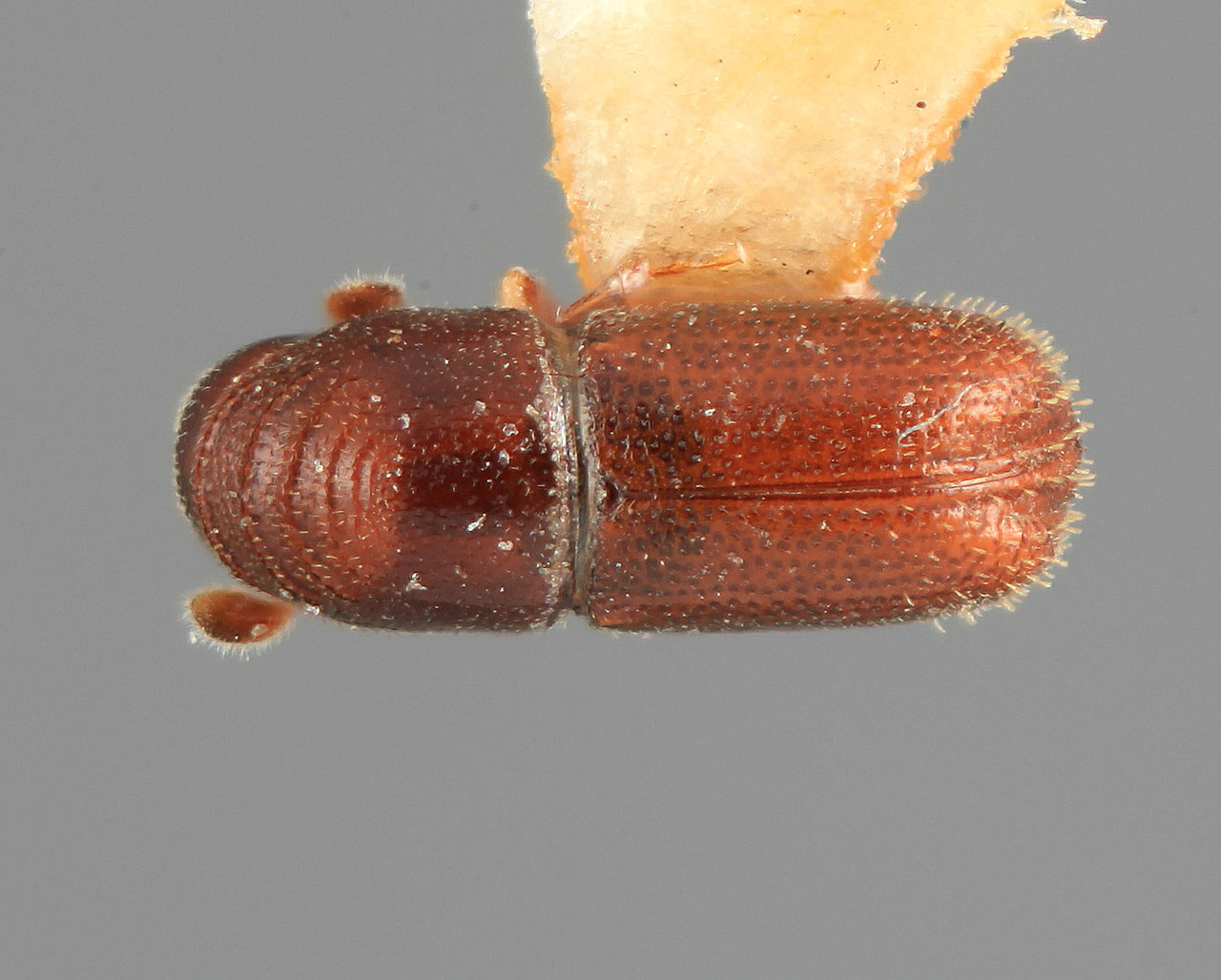 Genus / Species: Araptus veritus | Image Author: SM Smith | Location: Brazil, Mato Grosso, Xavantina, 260 km N | Image Type: holotype | Collection: British Museum (Natural History)