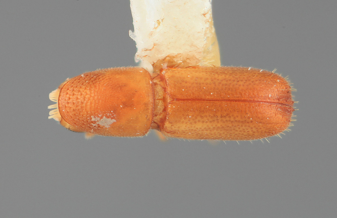 Genus / Species: Araptus virolae | Image Author: SM Smith | Location: Venezuela, Barinas, Bum Bum, 5 km S | Image Type: holotype | Collection: Entomology