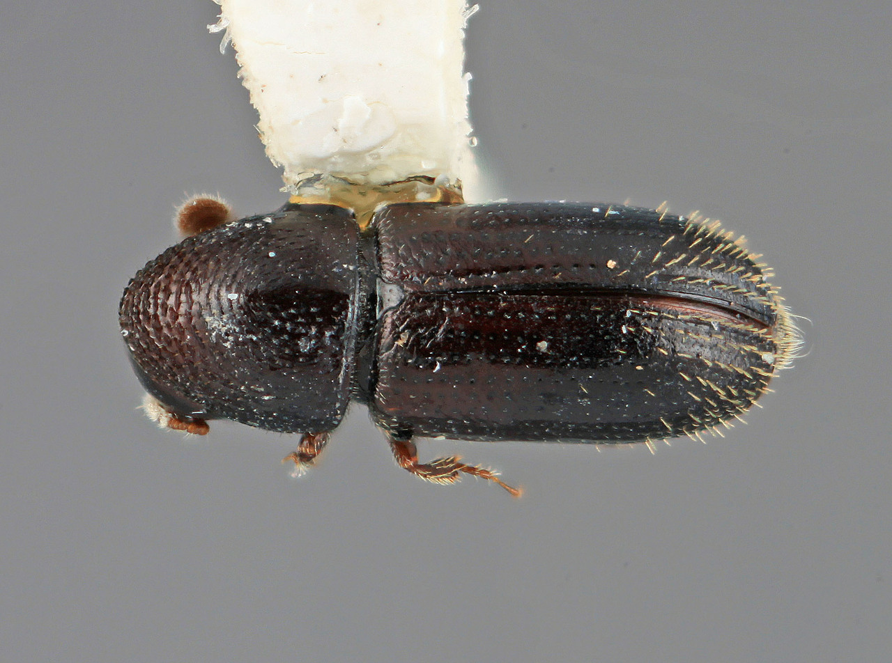 Genus / Species: Araptus nigrellus | Image Author: SM Smith | Location: Costa Rica, Cartago, Cartago, 10 km SE | Image Type: holotype | Collection: Entomology