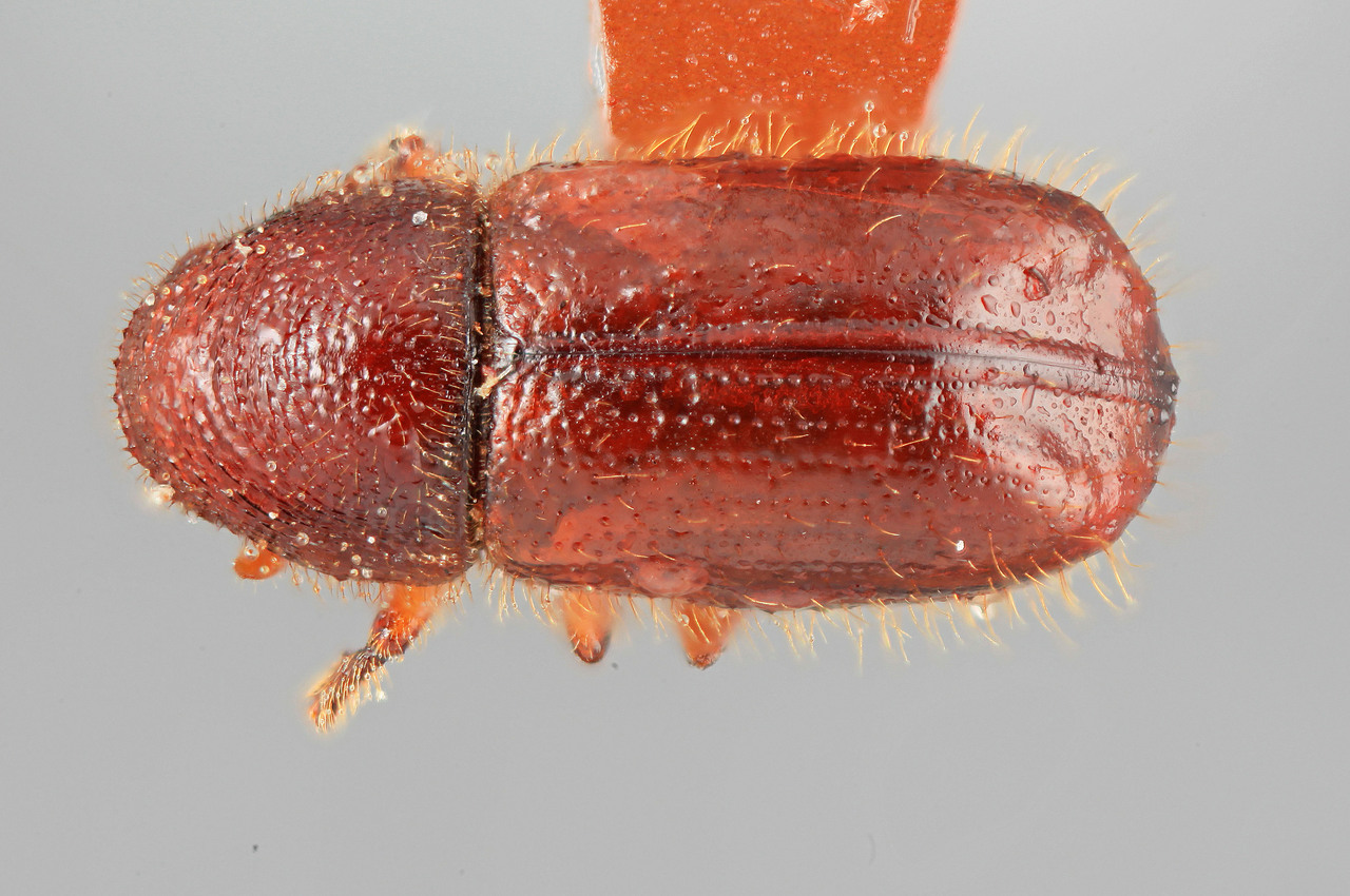 Genus / Species: Conophthorus michoacanae | Image Author: SM Smith | Location: México, Michoacán, Uruapan | Image Type: holotype | Collection: Entomology