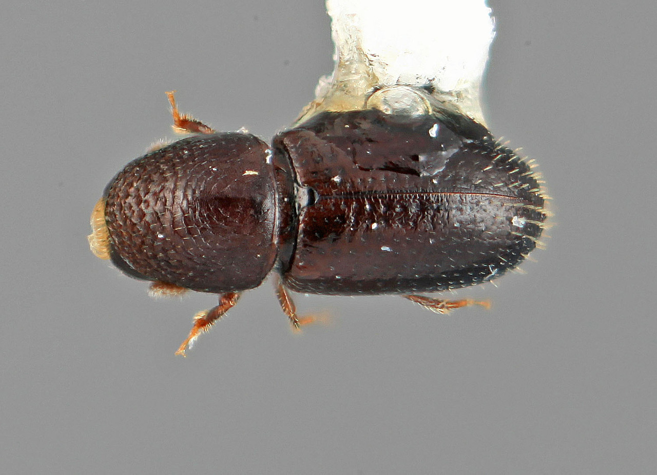 Genus / Species: Araptus parvulus | Image Author: SM Smith | Location: Colombia, Antioquía, Piedras Blancas, 10 km E Medellin | Image Type: holotype | Collection: Entomology