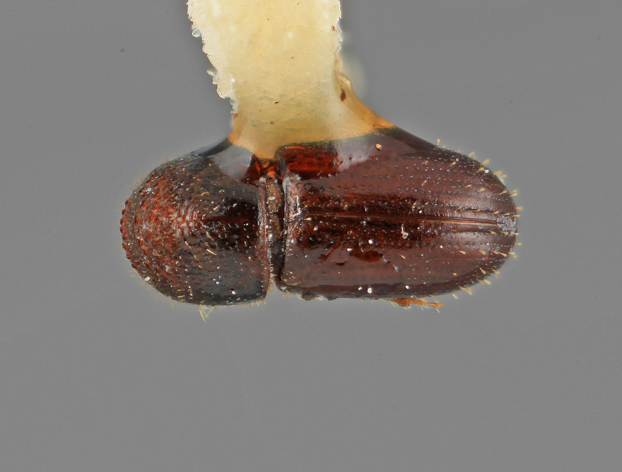 Genus / Species: Araptus playonensis | Image Author: SM Smith | Location: Costa Rica, Puntarenas, Playón | Image Type: holotype | Collection: Entomology