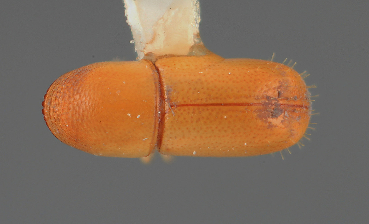 Genus / Species: Araptus decorulus | Image Author: SM Smith | Location: Costa Rica, Puntarenas, Rincón de Osa | Image Type: holotype | Collection: Entomology