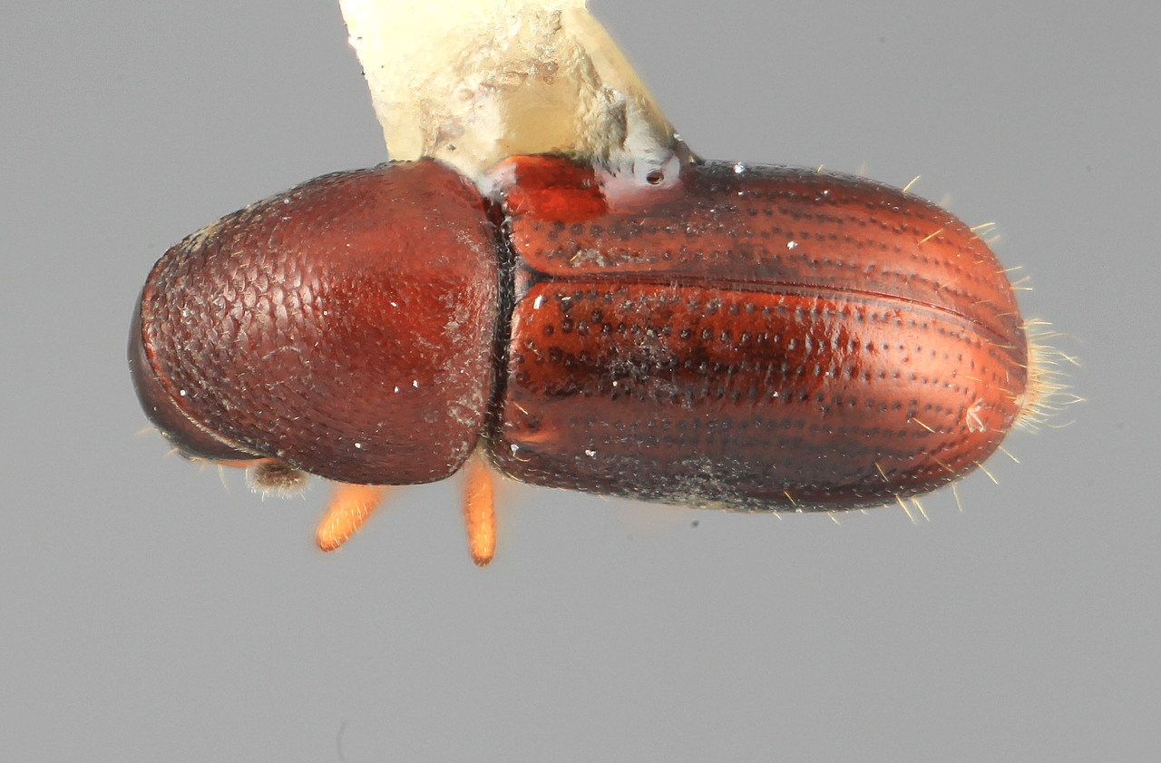 Genus / Species: Araptus clusiae | Image Author: SM Smith | Location: Venezuela, Aragua, Pittier Natl. Pk., Rancho Grande | Image Type: holotype | Collection: Entomology