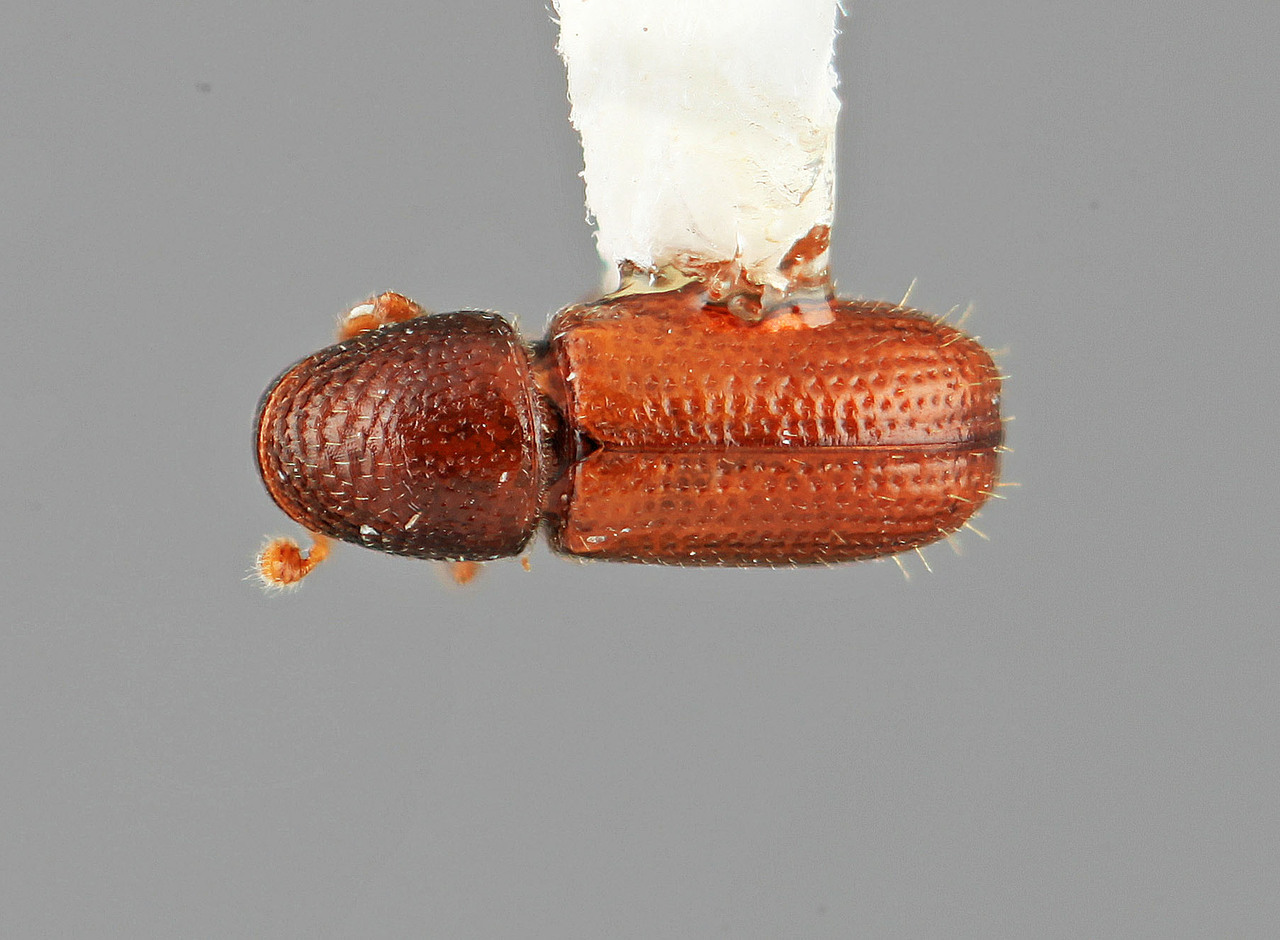 Genus / Species: Pityophthorus simplicis | Image Author: SM Smith | Location: Venezuela, Mérida, Mérida, pico Bolivar Teleférico | Image Type: holotype | Collection: Entomology