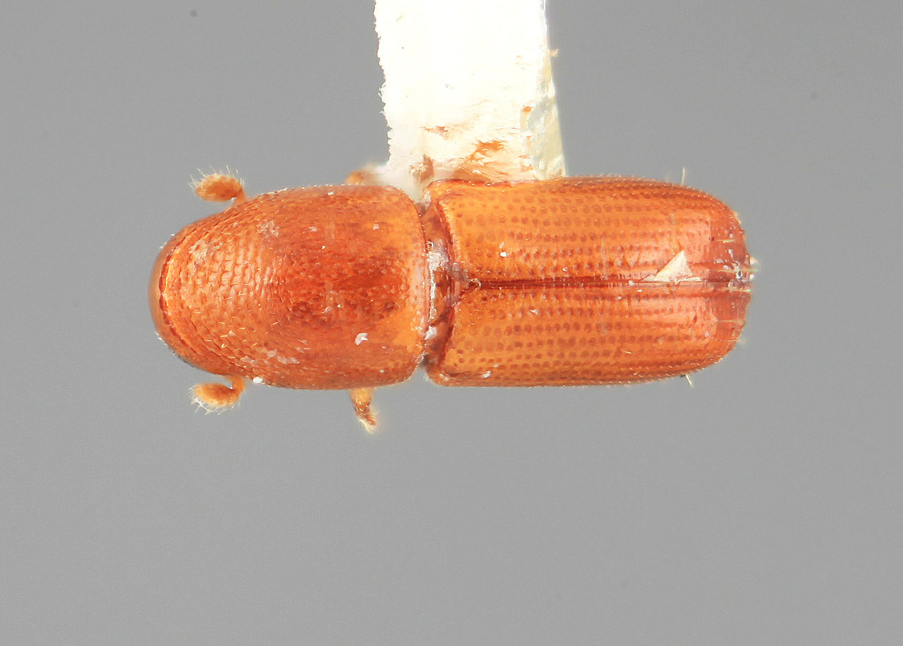 Genus / Species: Pityophthorus icicae | Image Author: SM Smith | Location: Colombia, Valle del Cauca, Colonia, 8 km S | Image Type: holotype | Collection: Entomology