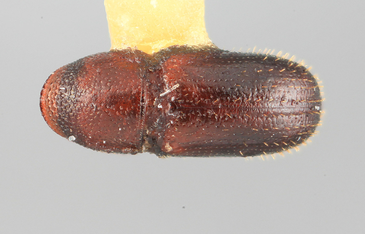 Genus / Species: Araptus uruguayensis | Image Author: SM Smith | Location: Uruguay, Colonia, Colonia del Sacramento | Image Type: holotype | Collection: Entomology