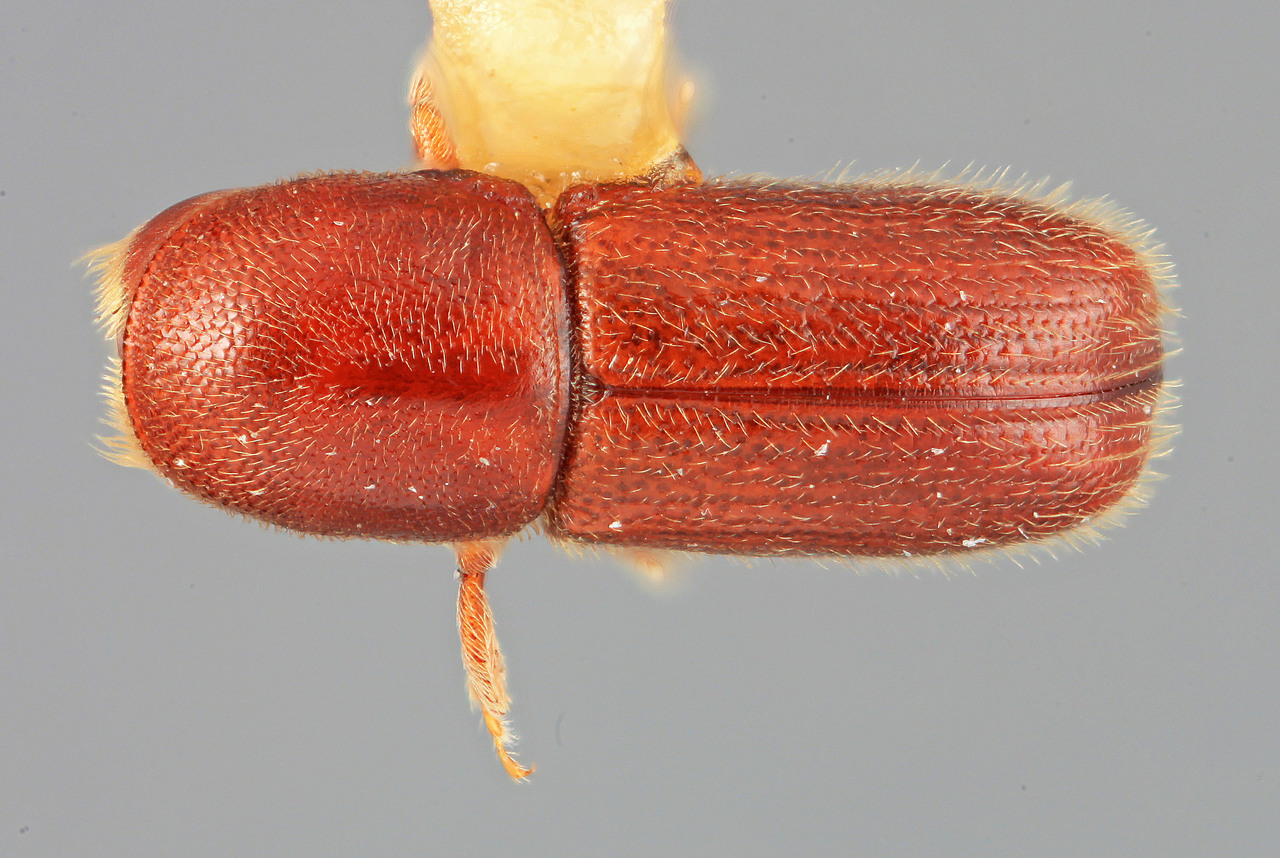 Genus / Species: Araptus genialis | Image Author: SM Smith | Location: Guatemala, Escuintla, Volcan de Agua | Image Type: holotype | Collection: Entomology